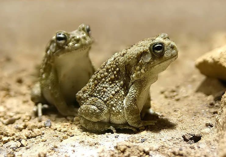 Amietophrynus
