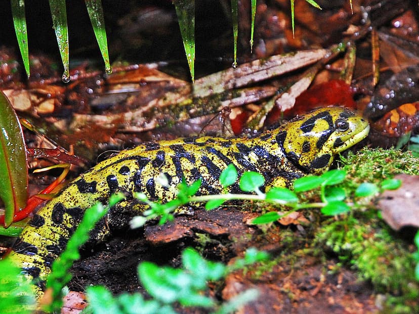Barred tiger salamander