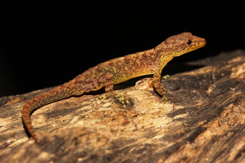 Mahabal's day gecko