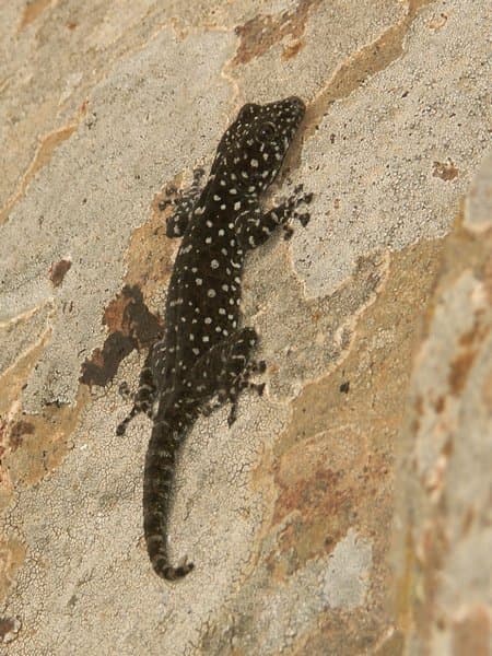 Ptyodactylus