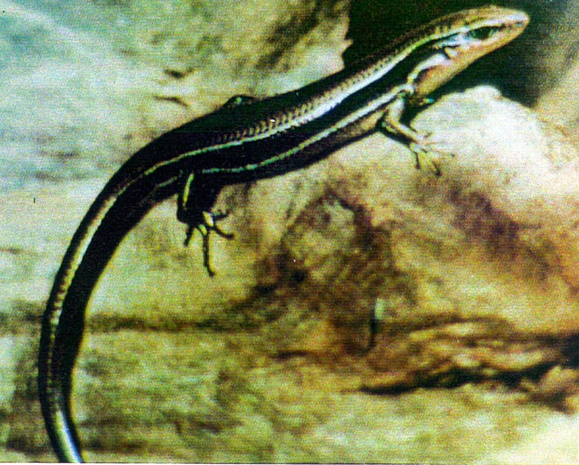 Plestiodon anthracinus