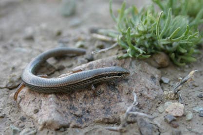 Ablepharus pannonicus
