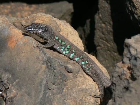 Atlantic lizard