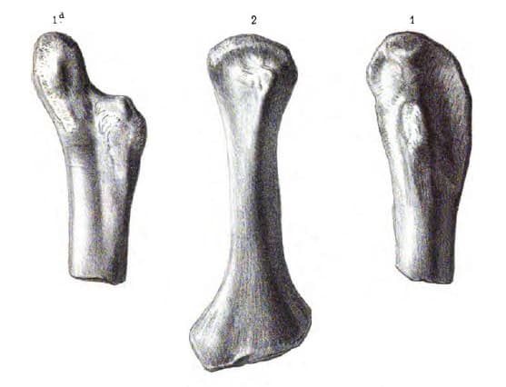 Actiosaurus