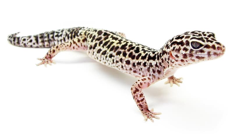 Common leopard gecko