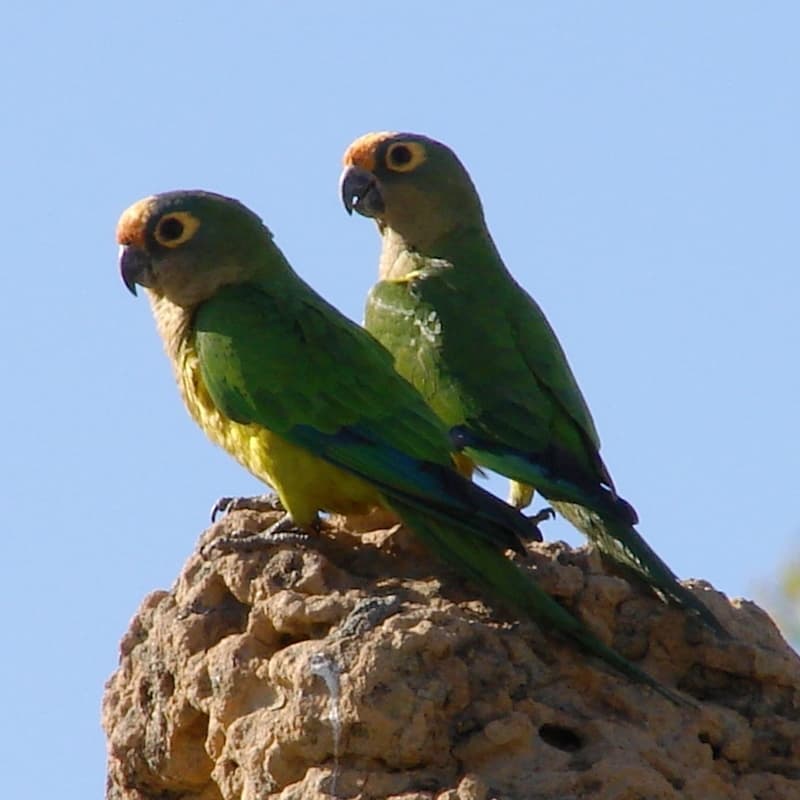 Peach-fronted parakeet