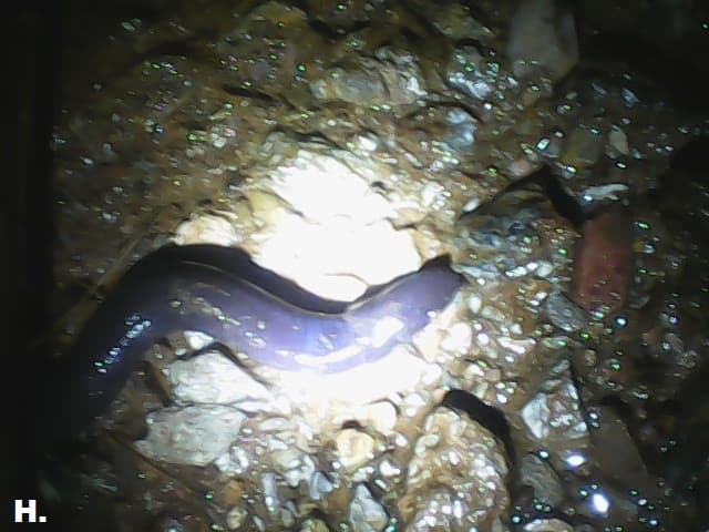 Darjeeling caecilians