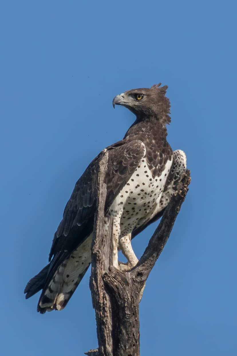 Polemaetus bellicosus