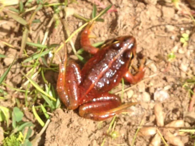 Amietia wittei