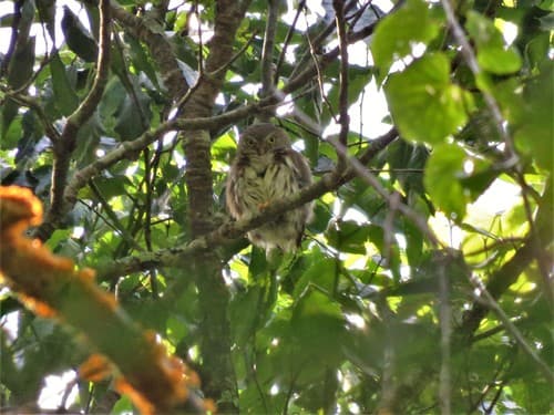 Tamaulipas pygmy owl