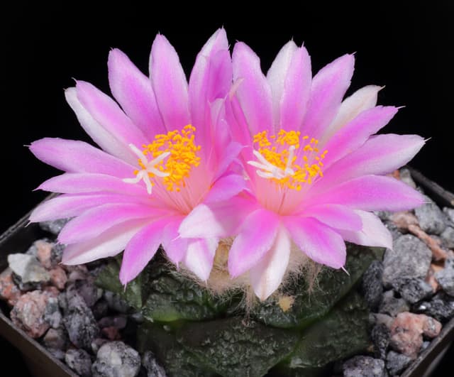 Ariocarpus fissuratus
