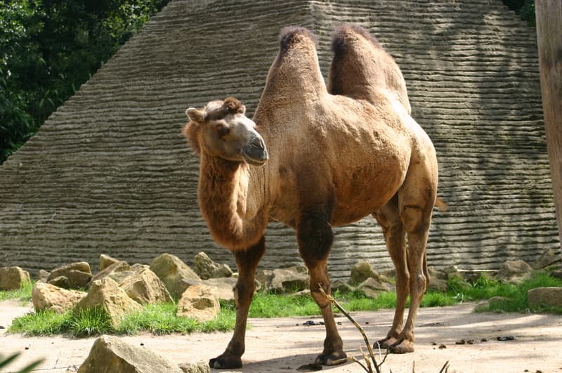 Zoo d'Amnéville