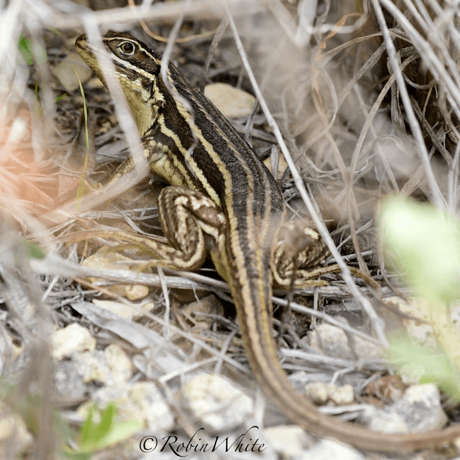 Sierra curlytail lizard