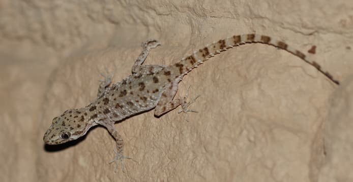 Cyrtopodion scabrum