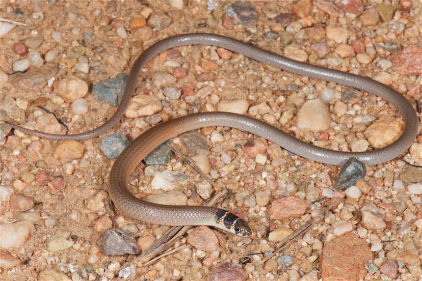 Delma tincta