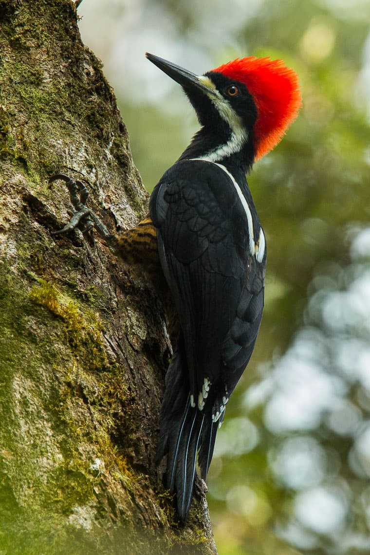 Powerful woodpecker