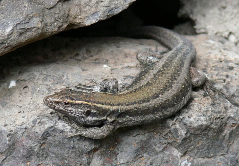 Boettger's lizard