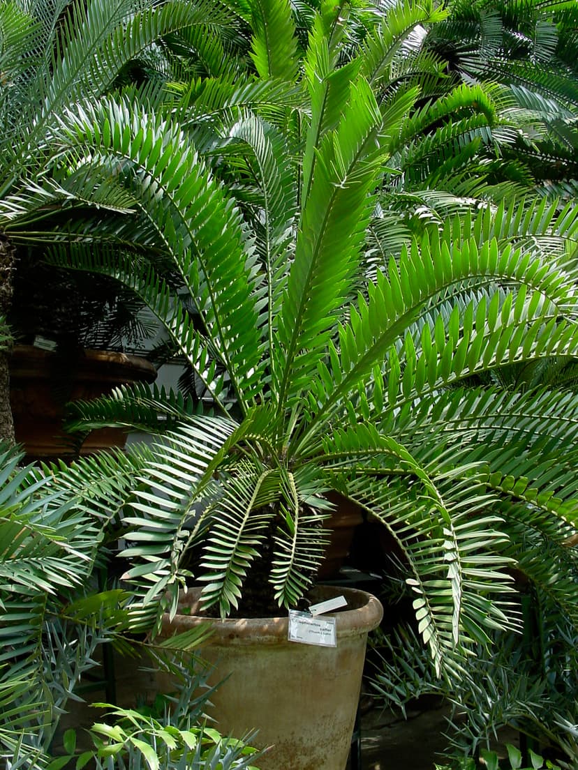 Encephalartos afer