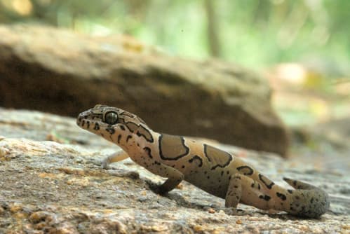 Geckoella collegalensis