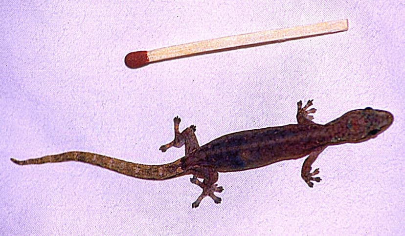 Hemiphyllodactylus typus