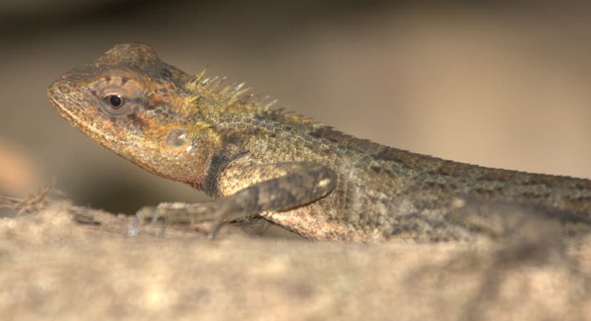 Whistling lizard