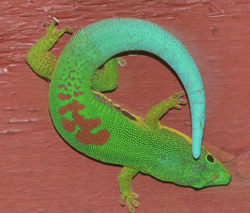 Phelsuma lineata