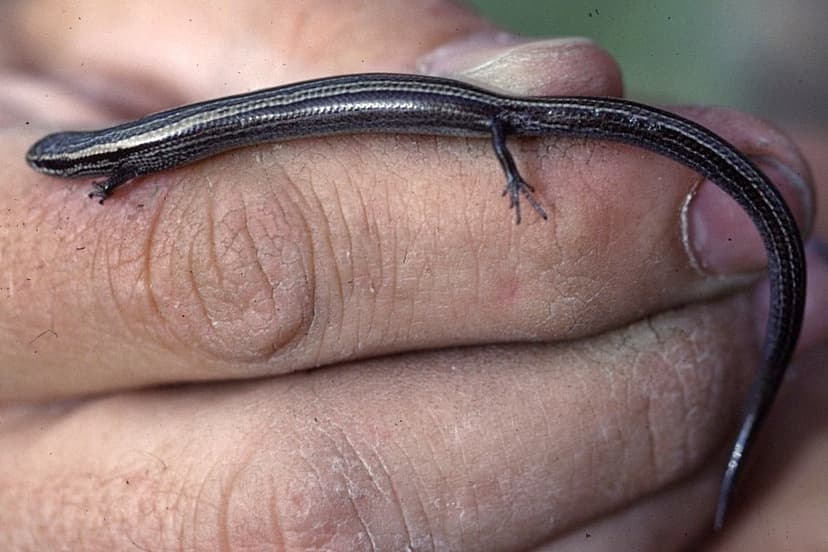 Chernov's skink