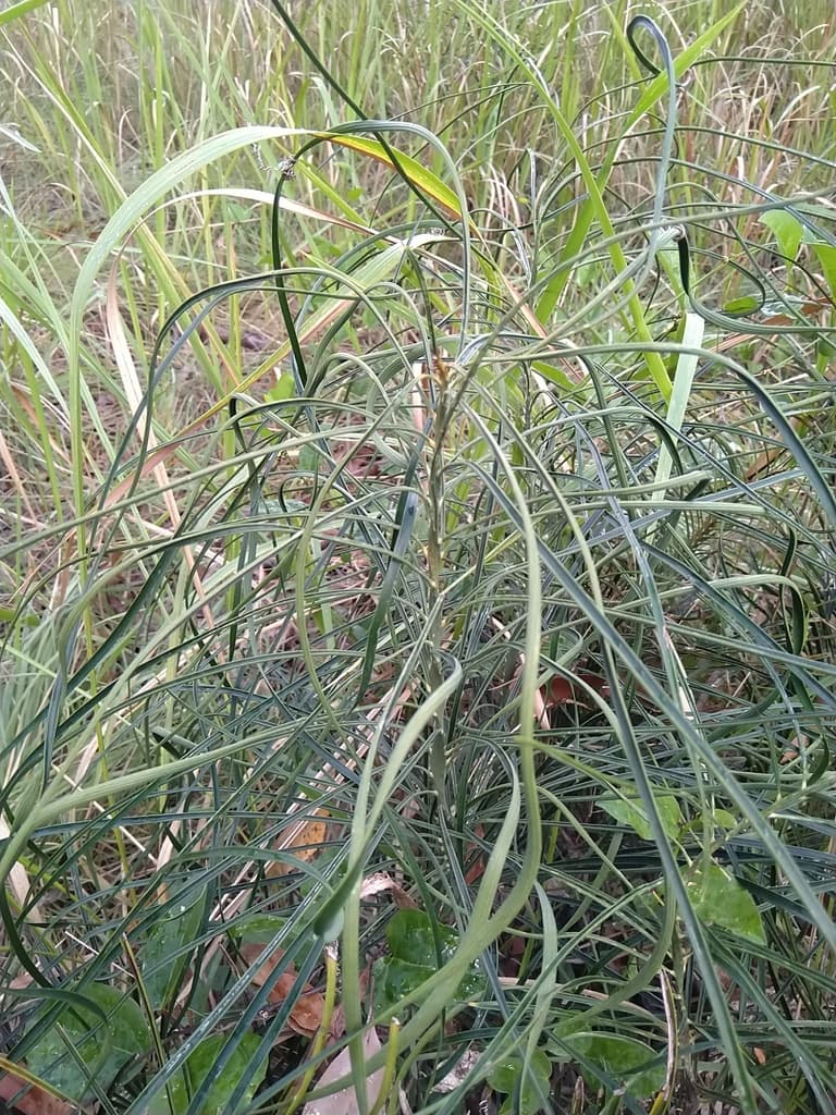 Macrozamia parcifolia