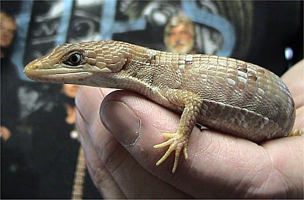 Gerrhonotus infernalis