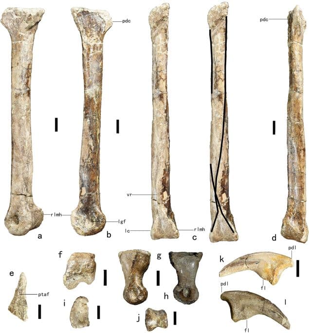 Anomalipes