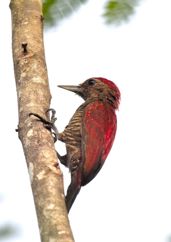 Blood-colored woodpecker