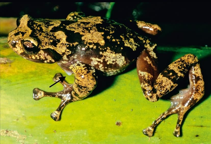 Anodonthyla rouxae