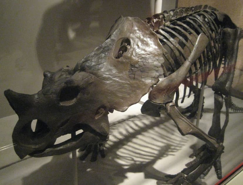 Brachyceratops