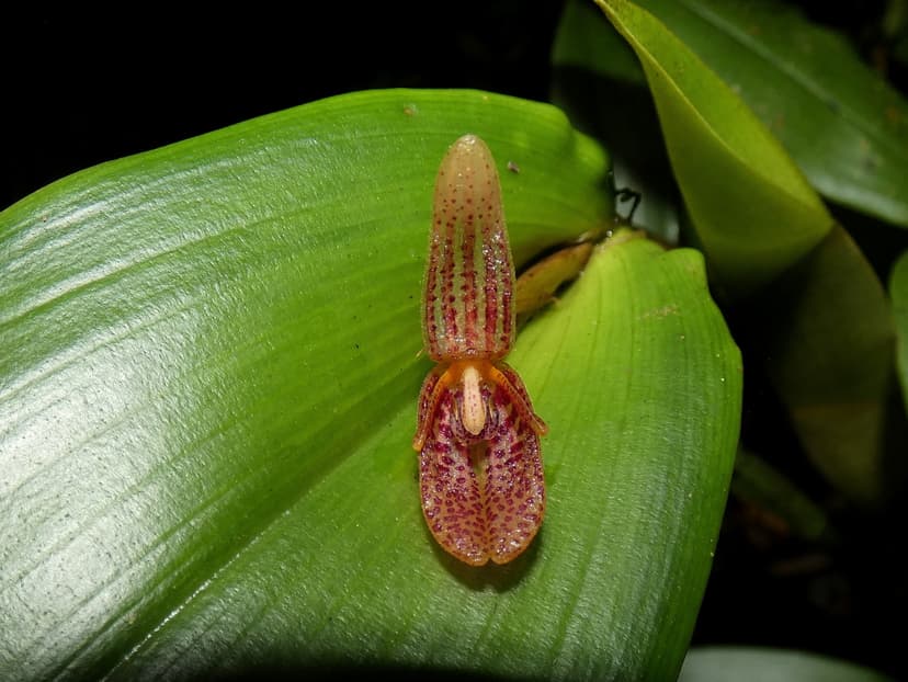 Echinosepala
