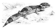 East Indian leopard gecko