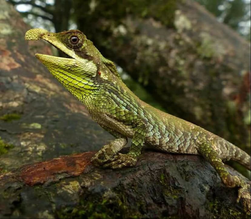 Leaf-nosed lizard