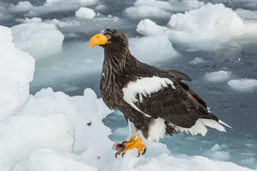 Haliaeetus pelagicus