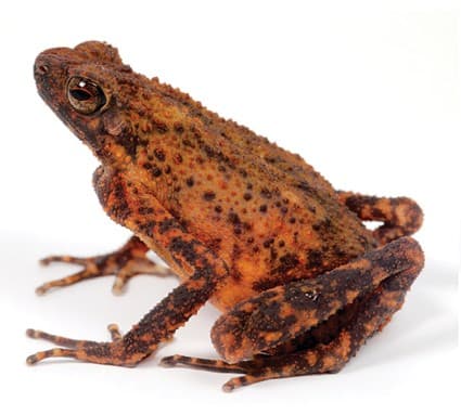 Ansonia longidigita