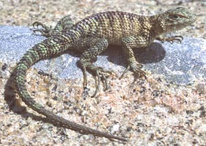 Sceloporus orcutti