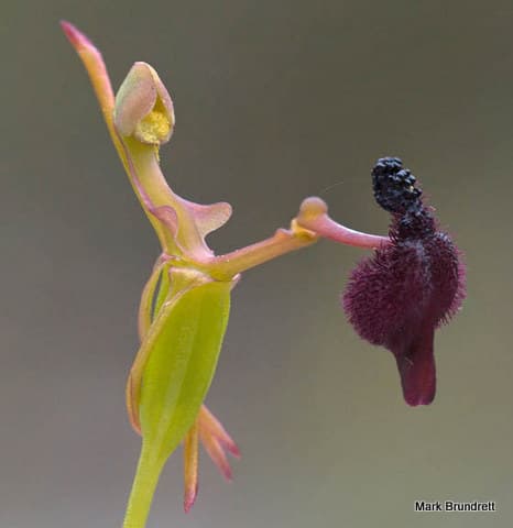 Drakaea