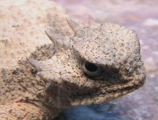 Phrynosoma modestum