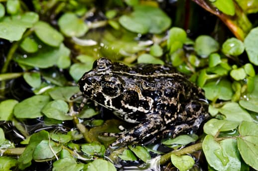 Anaxyrus exsul