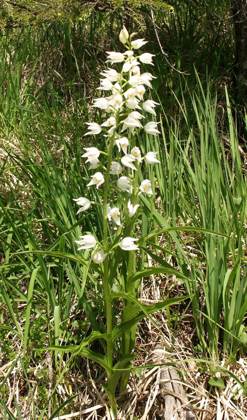 Cephalanthera