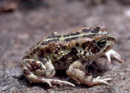 Amietophrynus buchneri
