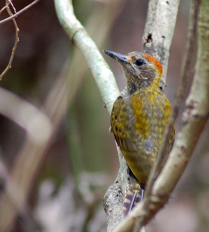 Yellow-eared woodpecker