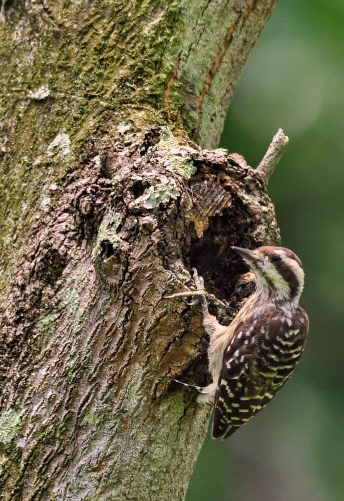 Sunda pygmy woodpecker