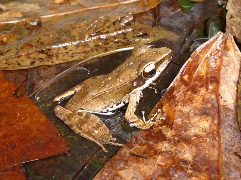 "Hylarana" celebensis