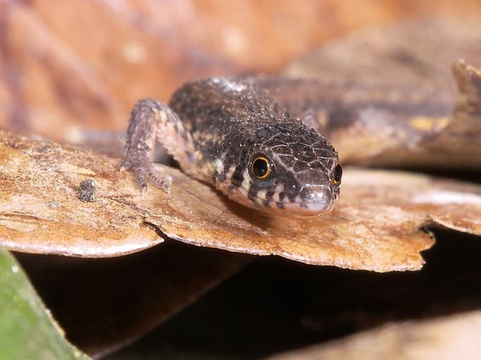 Gymnophthalmidae