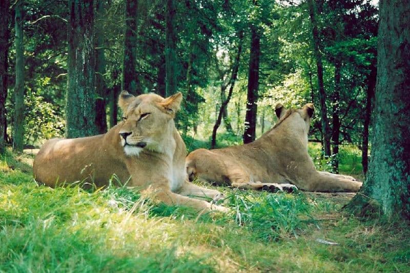 Givskud Zoo