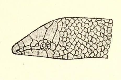 Chalcides pentadactylus